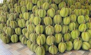 Durian exports to China soar on insatiable demand
