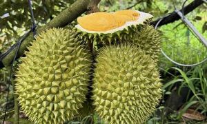 Countries boost imports of Vietnamese durian