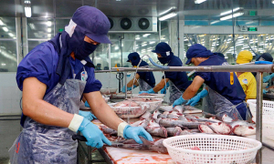 Tra fish export value to down 25%
