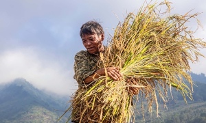 Rice exports expected to hit $5B this year