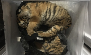 Seven tiger cubs found in central Vietnam freezer